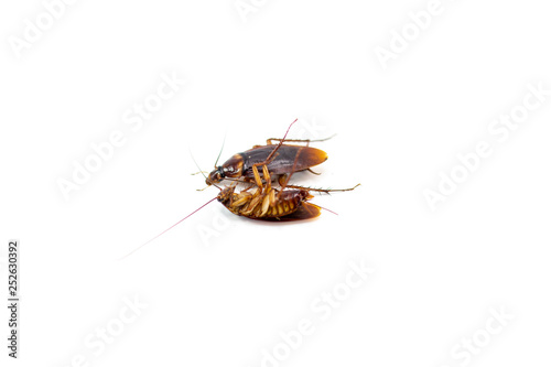Cockroaches die from Bug Sprays isolate white background