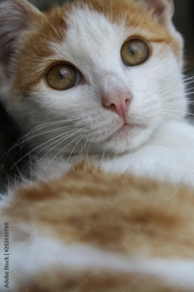 Fototapeta premium orange white cat on grey background