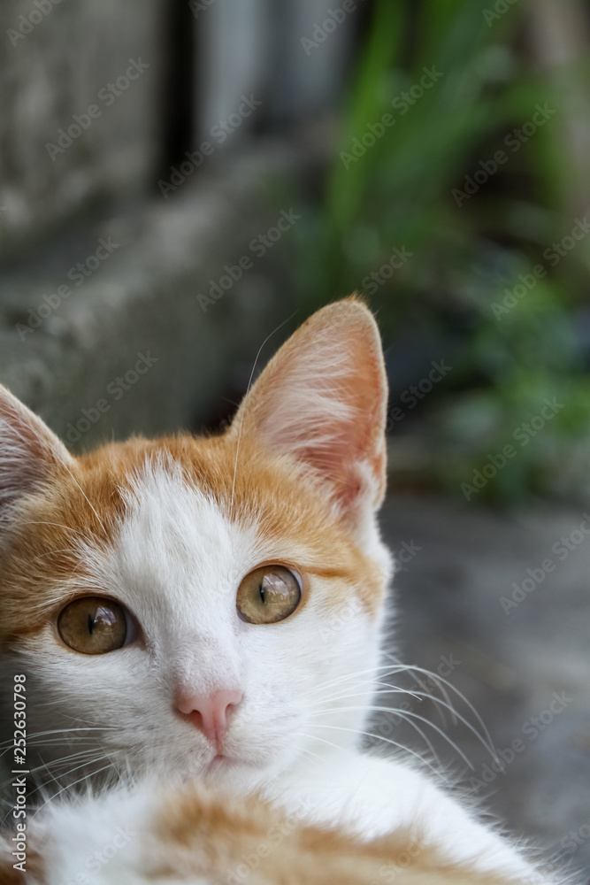 orange white cat on grey background orange white cat on grey background