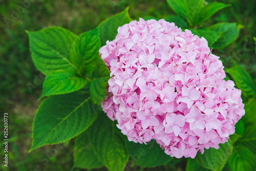 blooming pink hydrangeas flowers close up