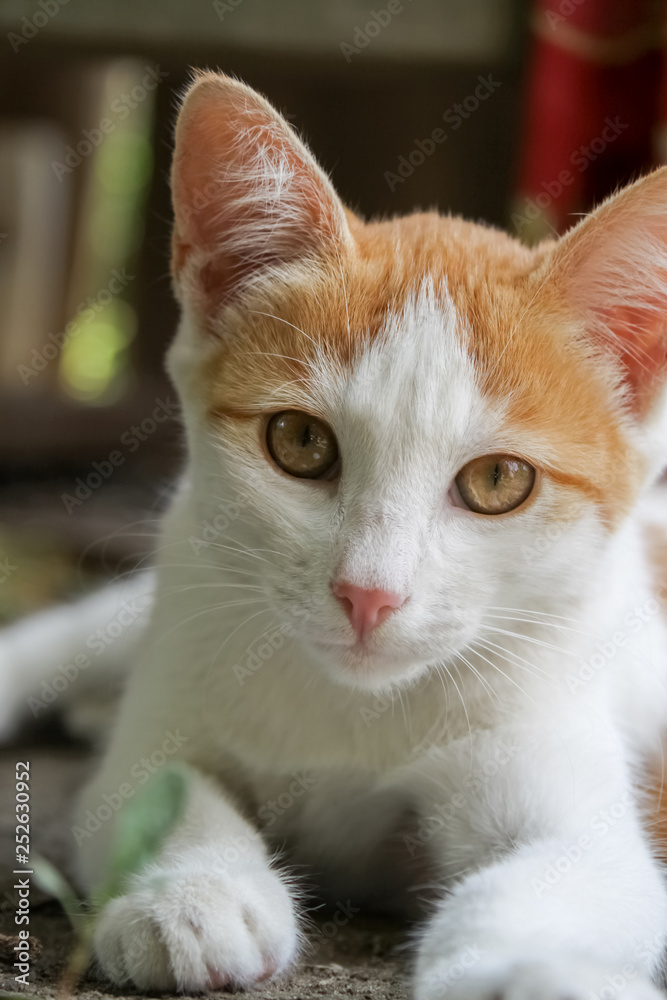 white red cat