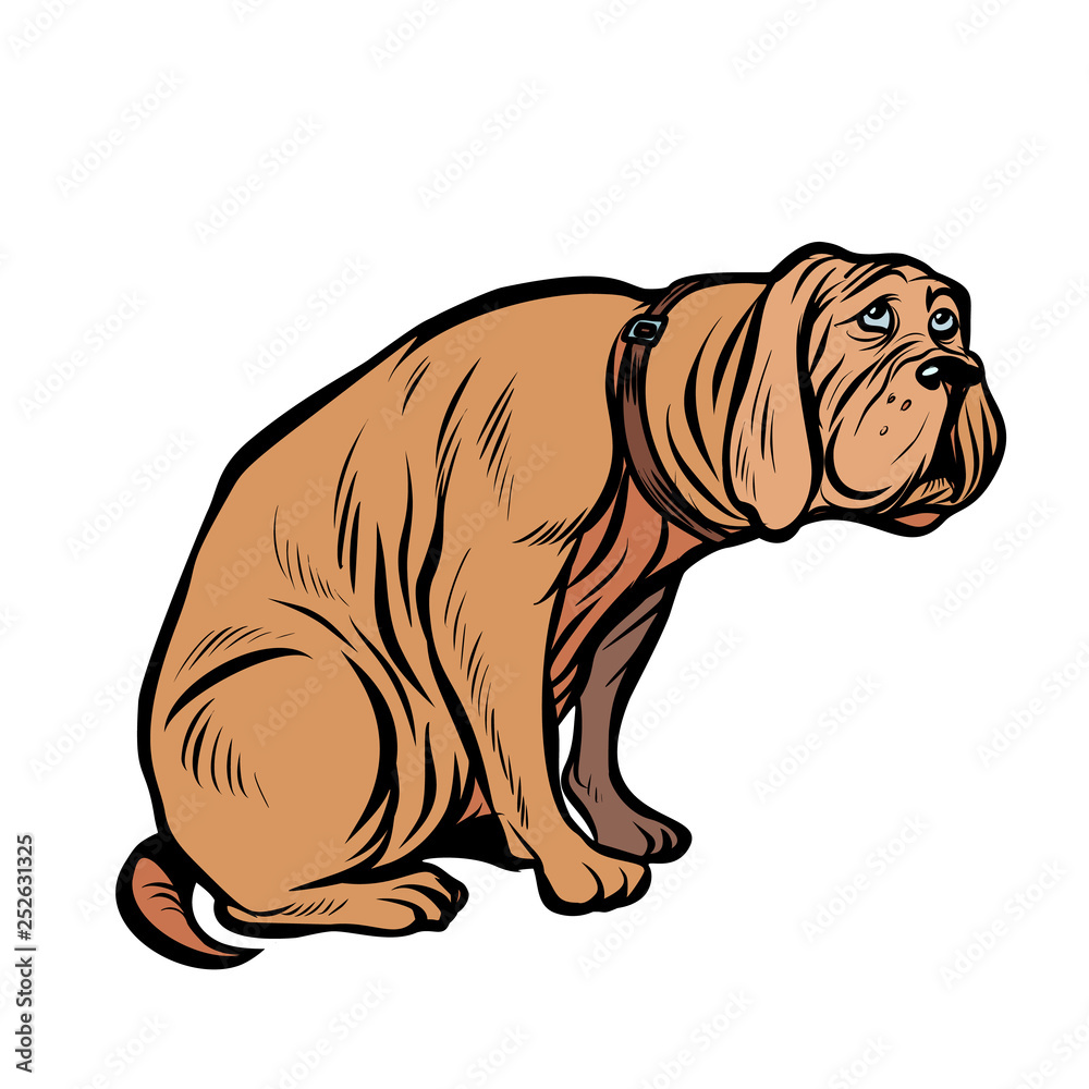 guilty dog, funny pet guilty dog, funny pet