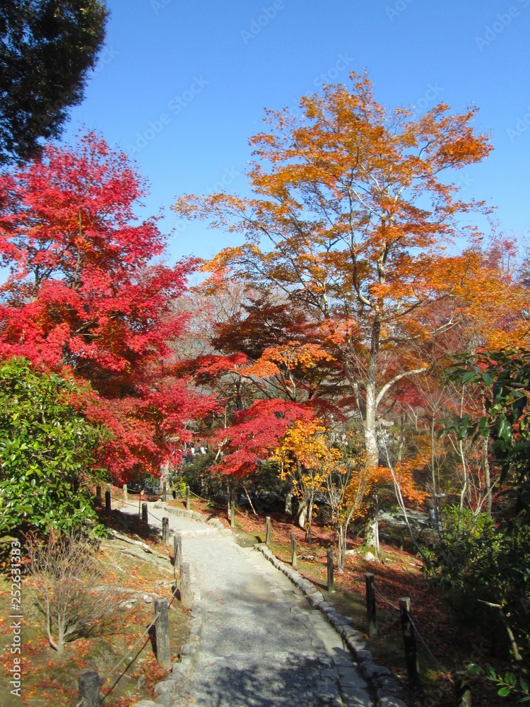 紅葉