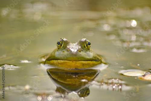 American Bullfrog portrait in the water 