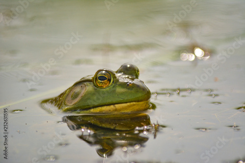 American Bullfrog in water 