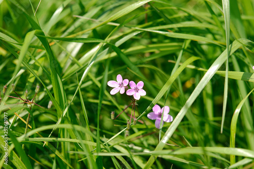 images of flowers