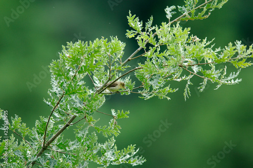 Images of birds in freedom