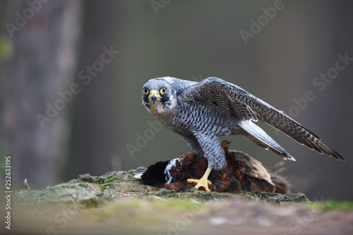Peregrine falcon with phesant photo