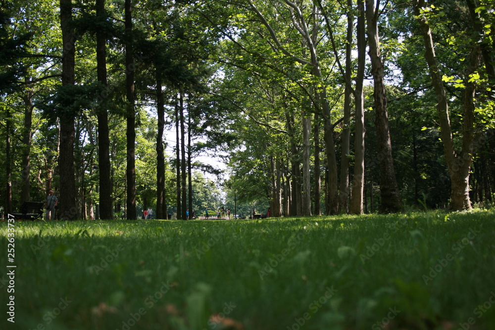 Obraz premium forest, Park, Krasnodar, Russia, tree, grass, nature, green, park, landscape, trees, summer, spring, wood, meadow, sky, field, sun, path, birch, foliage, light, woods, outdoor, outdoors, environment, 