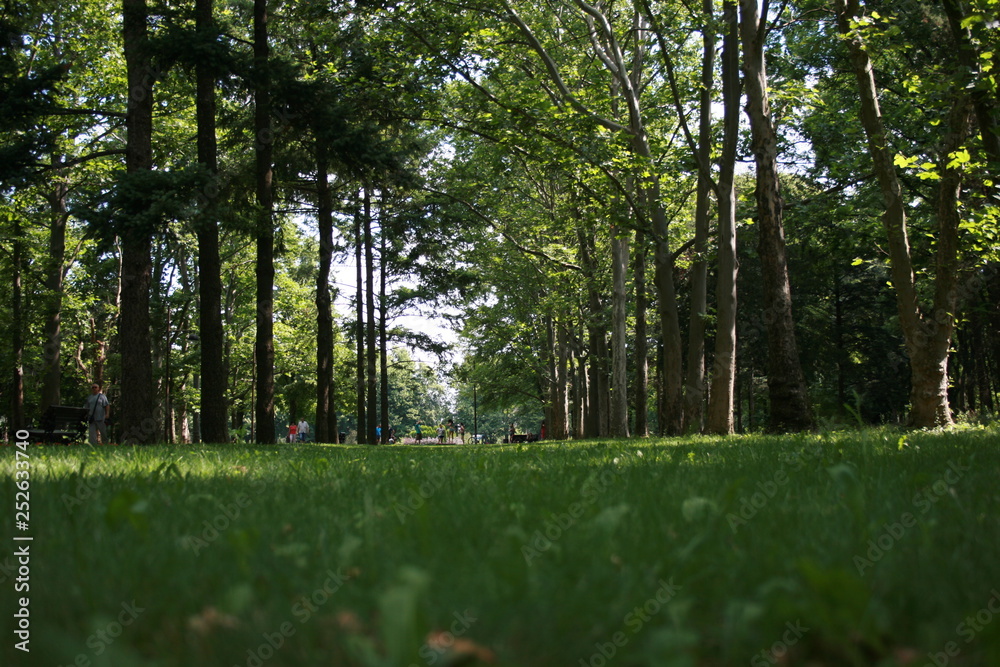 Fototapeta premium forest, Park, Krasnodar, Russia, tree, grass, nature, green, park, landscape, trees, summer, spring, wood, meadow, sky, field, sun, path, birch, foliage, light, woods, outdoor, outdoors, environment, 