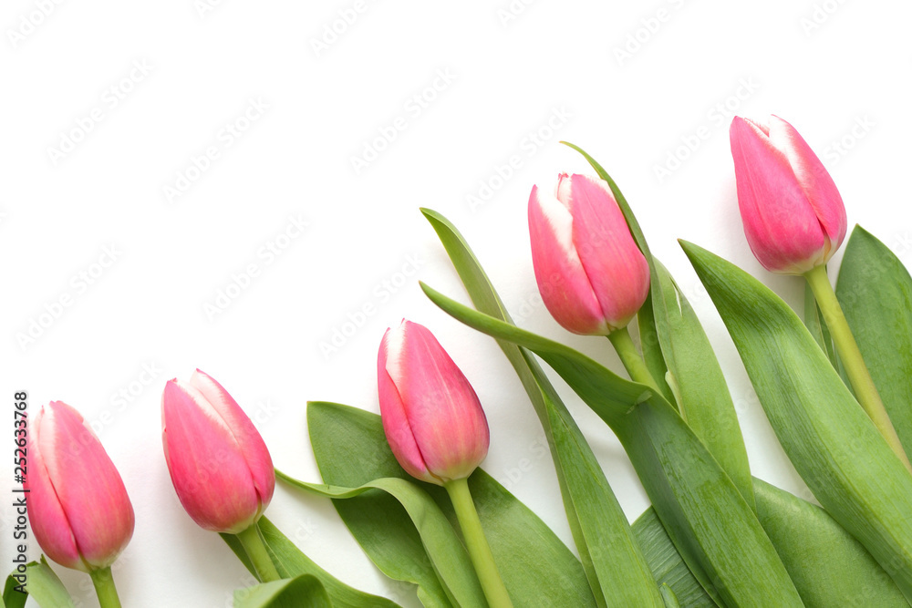 Beautiful pink tulips on white background close up