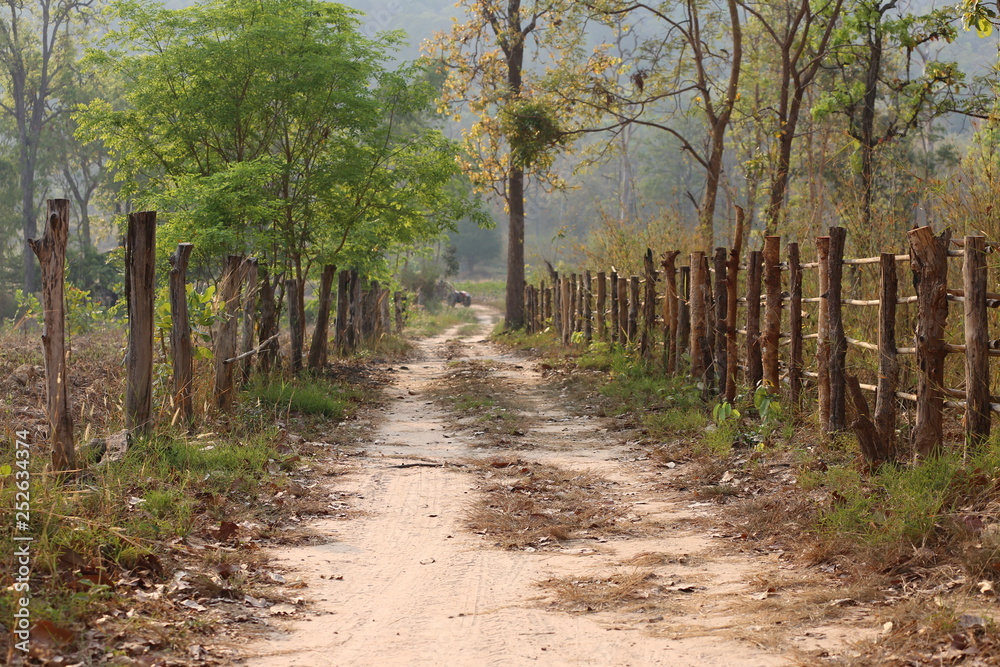 Fototapeta premium path in the forest
