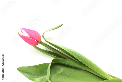 Fototapeta Naklejka Na Ścianę i Meble -  Beautiful pink tulip on white background close up