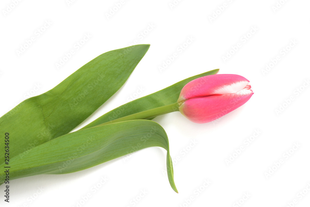 Beautiful pink tulip on white background close up Beautiful pink tulip on white background close up
