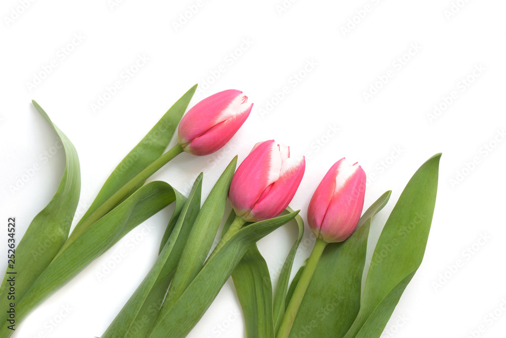 Beautiful pink tulips on white background close up Beautiful pink tulips on white background close up