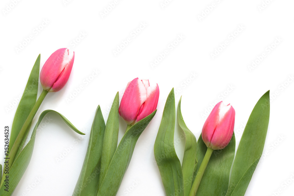 Beautiful pink tulips on white background close up Beautiful pink tulips on white background close up