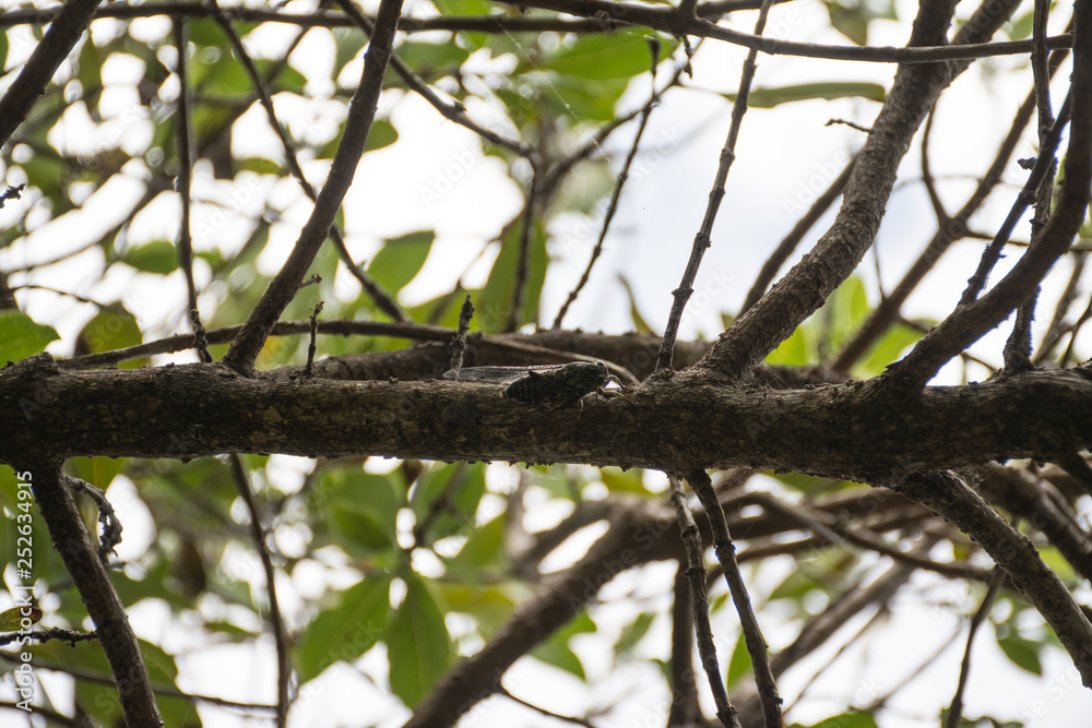 Tiny noisy cicada on a branch in the forests of the wild New Zealand