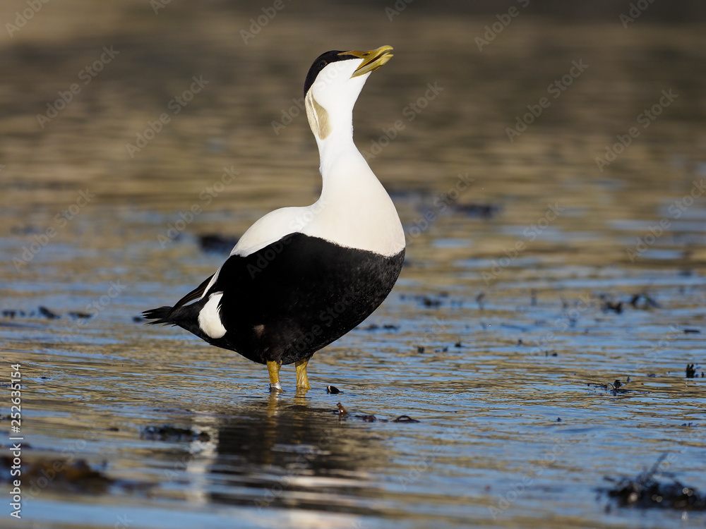 Fototapeta premium Common Eider duck, Somateria mollissima