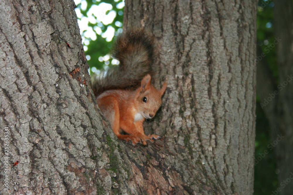 squirrel, animal, rodent, red, nature, tail, mammal, wildlife, cute, wild, fur, eating, forest, nut, park, fluffy, brown, animals, red squirrel, autumn, grass, green, small, tree, furry squirrel, animal, rodent, red, nature, tail, mammal, wildlife, cute, wild, fur, eating, forest, nut, park, fluffy, brown, animals, red squirrel, autumn, grass, green, small, tree, furry