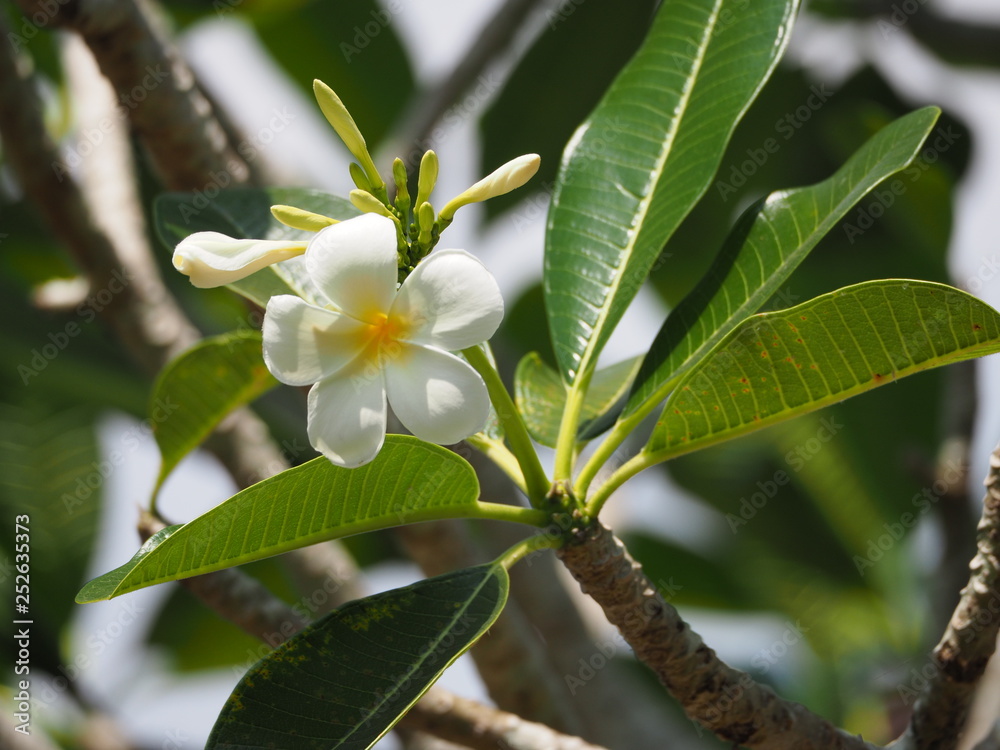 Fototapeta premium White flowers on the tree