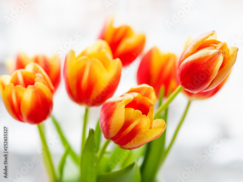 Bunch of red tilups in vase. Freshly picked colorful flowers. Symbol of spring and romance.