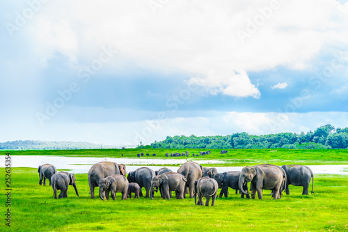 Herd of elephants in Kaudulla national park, Sri Lanka photo