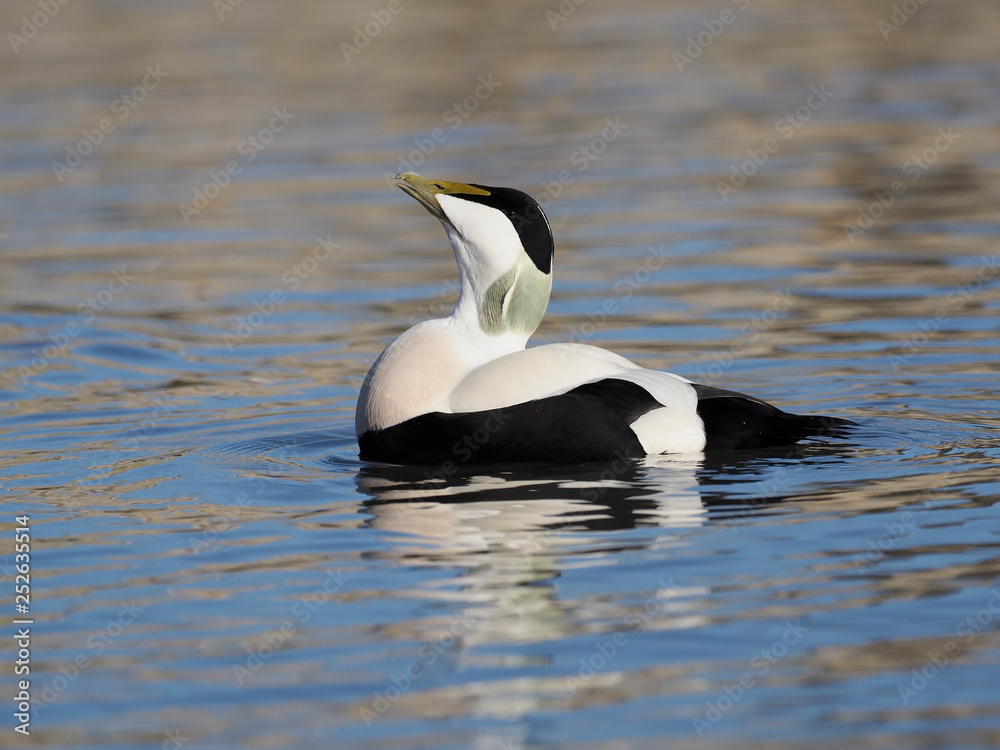 Common Eider duck, Somateria mollissima Common Eider duck, Somateria mollissima