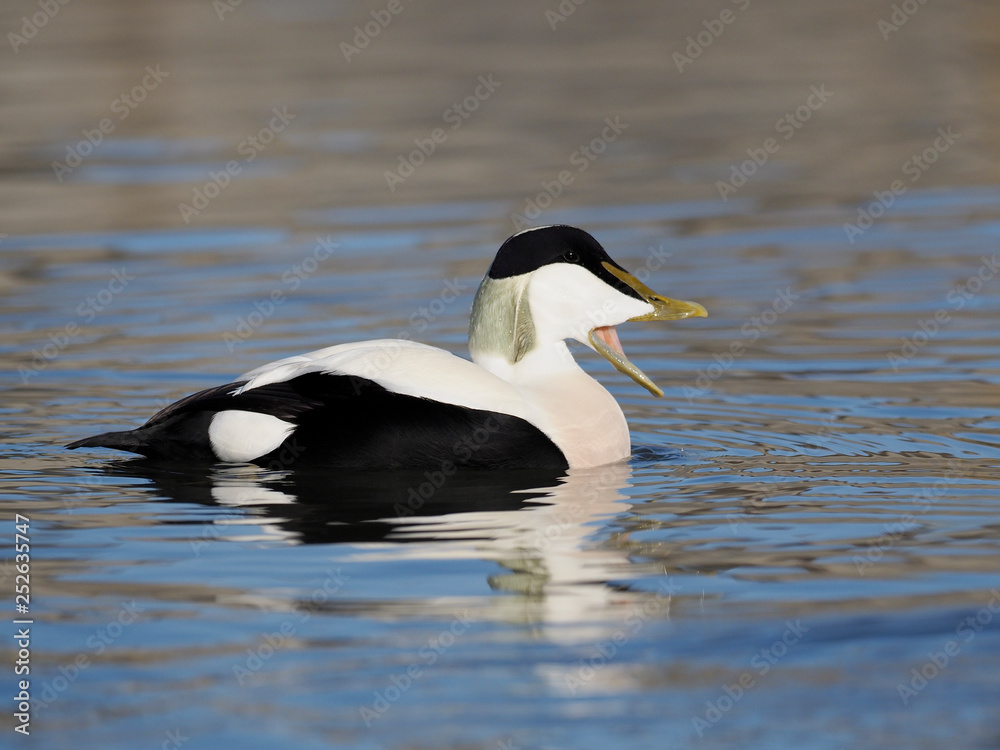 Common Eider duck, Somateria mollissima Common Eider duck, Somateria mollissima