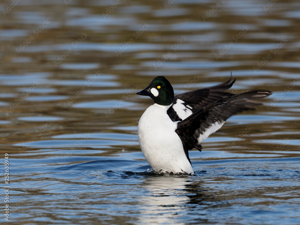 Goldeneye, Bucephala clangula Goldeneye, Bucephala clangula