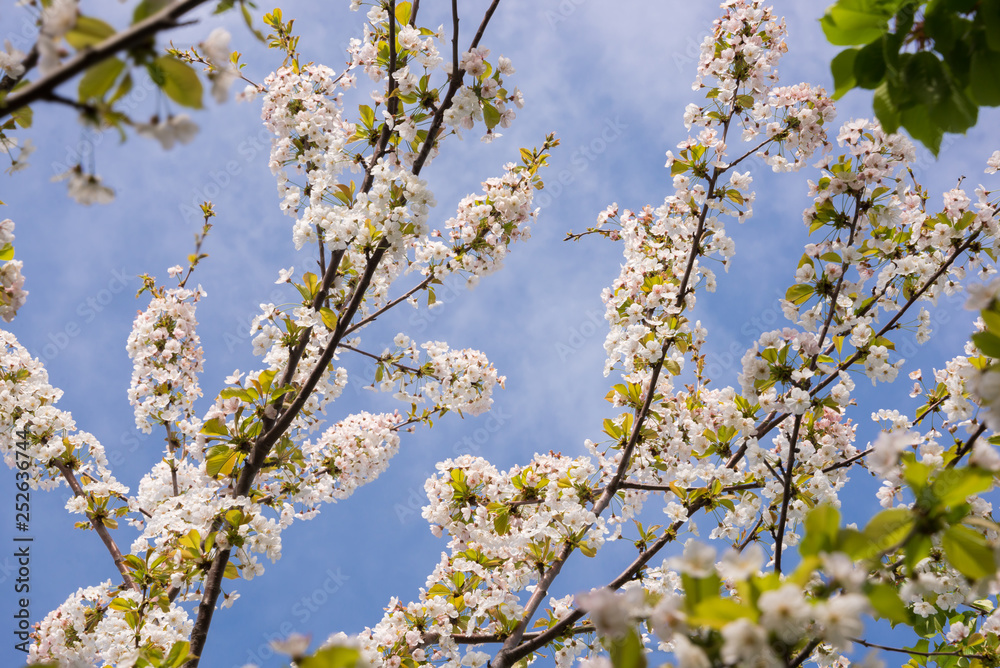 Fruit trees in spring bloom with beautiful white flowers