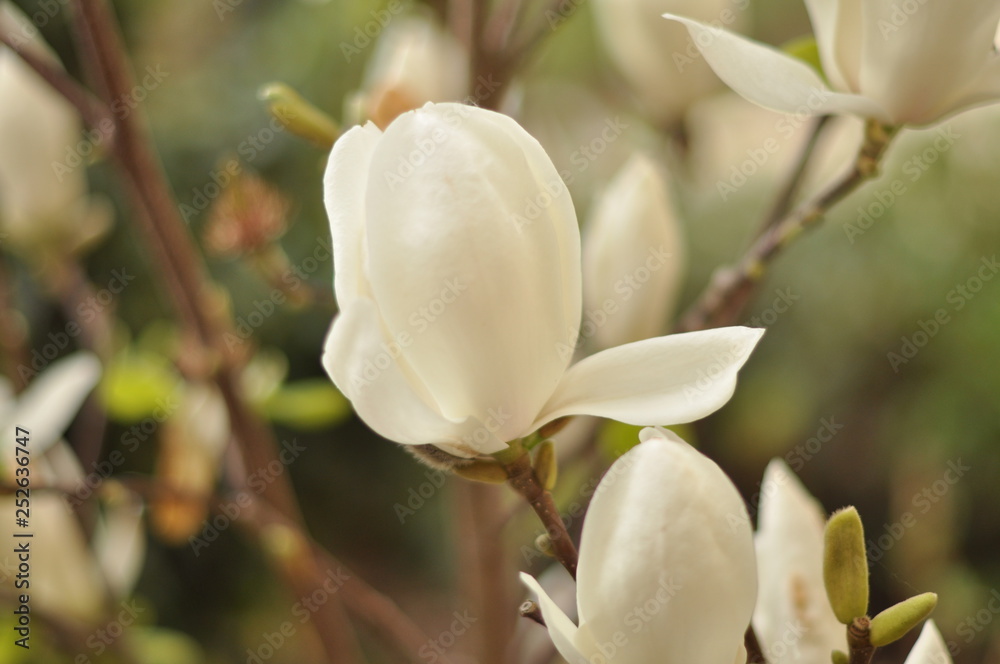 Obraz premium białe kwiaty magnolii