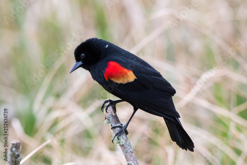 Red winged blackbird on a stick. photo