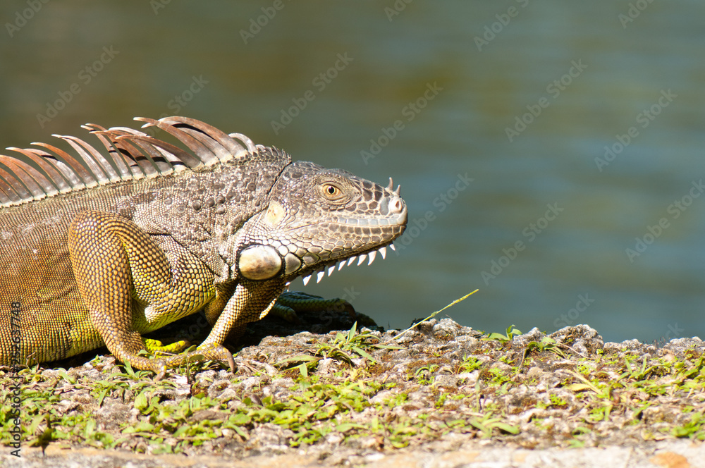 Obraz premium Wild green iguana