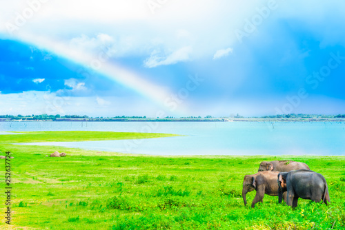 Rainbow over elephant in Kaudulla national park, Sri Lanka photo