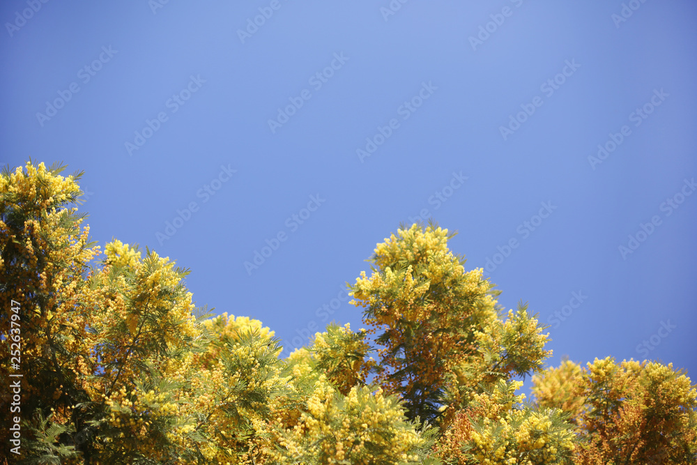 Beautiful mimosa tree frame blooming against blue sky. Copy space for the text. International woman's day symbol. / Barcelona, Gaudi's Park Guel flora, Spain Beautiful mimosa tree frame blooming against blue sky. Copy space for the text. International woman's day symbol. / Barcelona, Gaudi's Park Guel flora, Spain