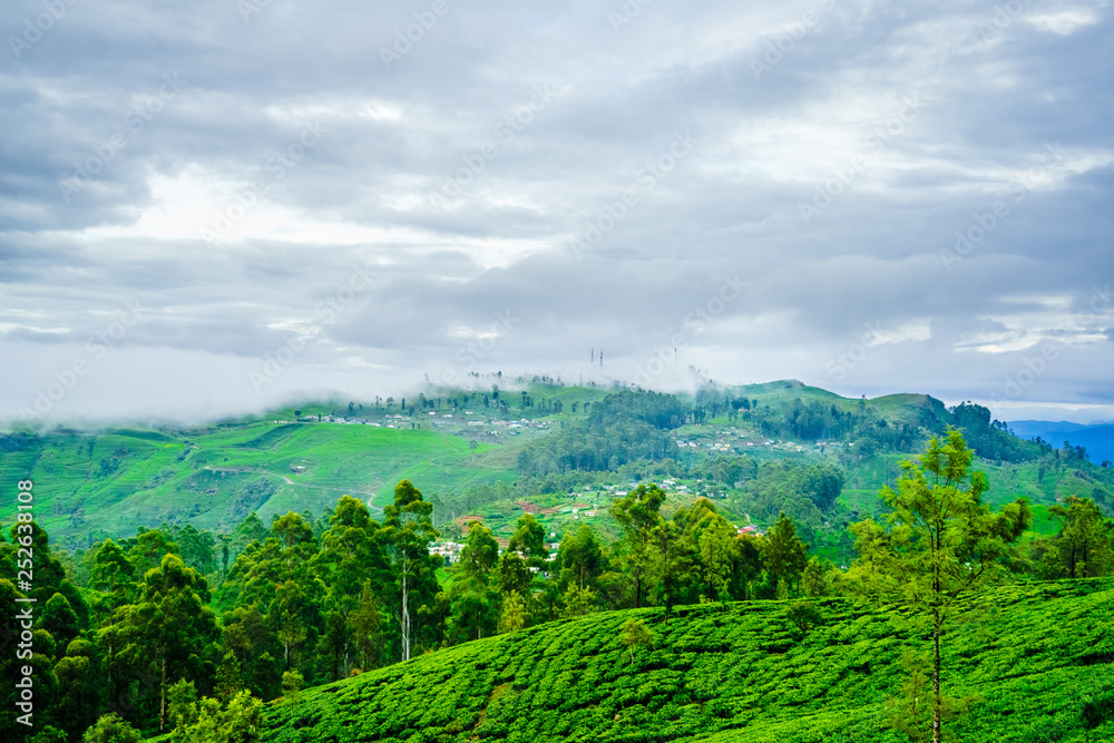 View on tea Plantation from Lipton Seat next to to Haputale, Sri Lanka