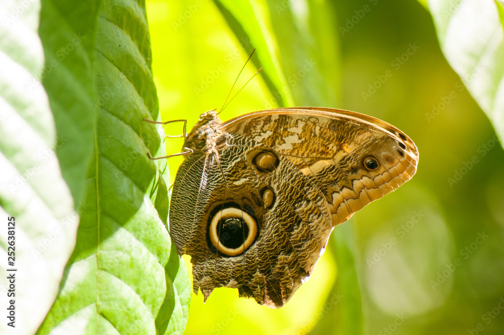 Fototapeta premium Giant owl butterfly