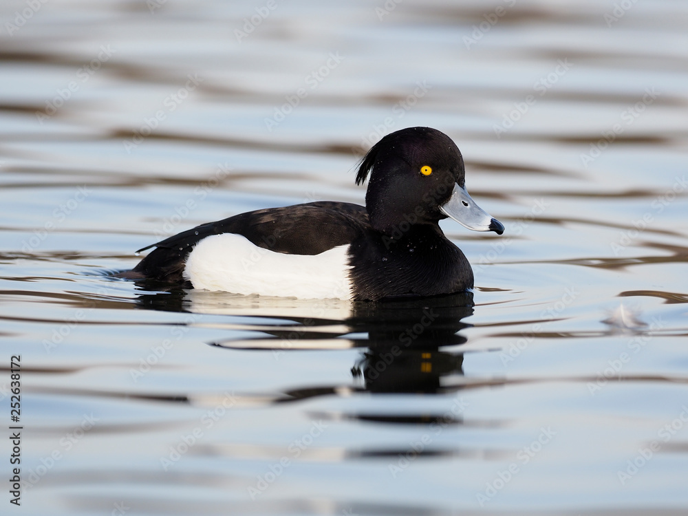 Fototapeta premium Tufted duck, Aythya fuligula
