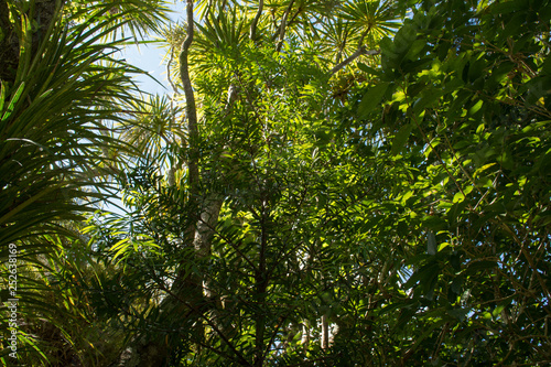 Kauri tree to be protected in the thicket of New Zealands forest