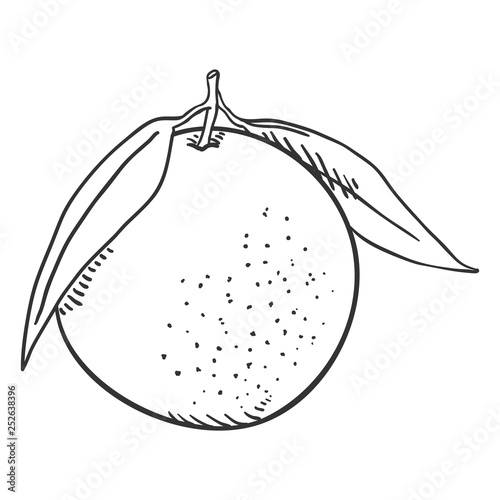 Vector Sketch Orange Fruit with Leaves