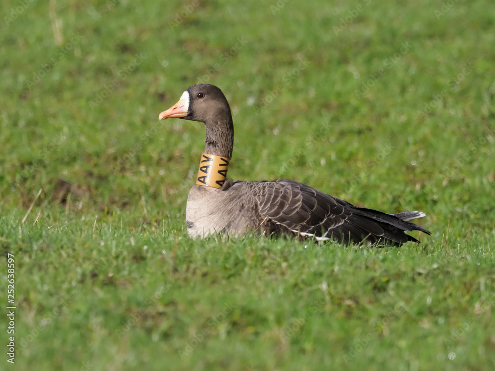 White-fronted goose, Anser albifrons White-fronted goose, Anser albifrons