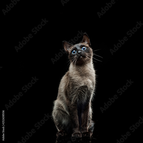Siamese cat on a black