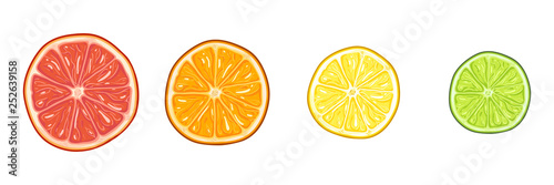 Vector Set of Circle Citrus Slices. Red Grapefruit, Orange, Yellow Lemon and Green Lime.