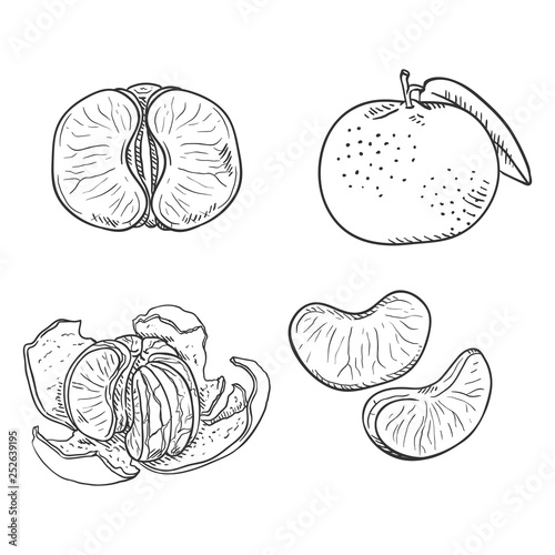 Vector Set of Sketch Tangerines. Whole, Peeled and Sliced