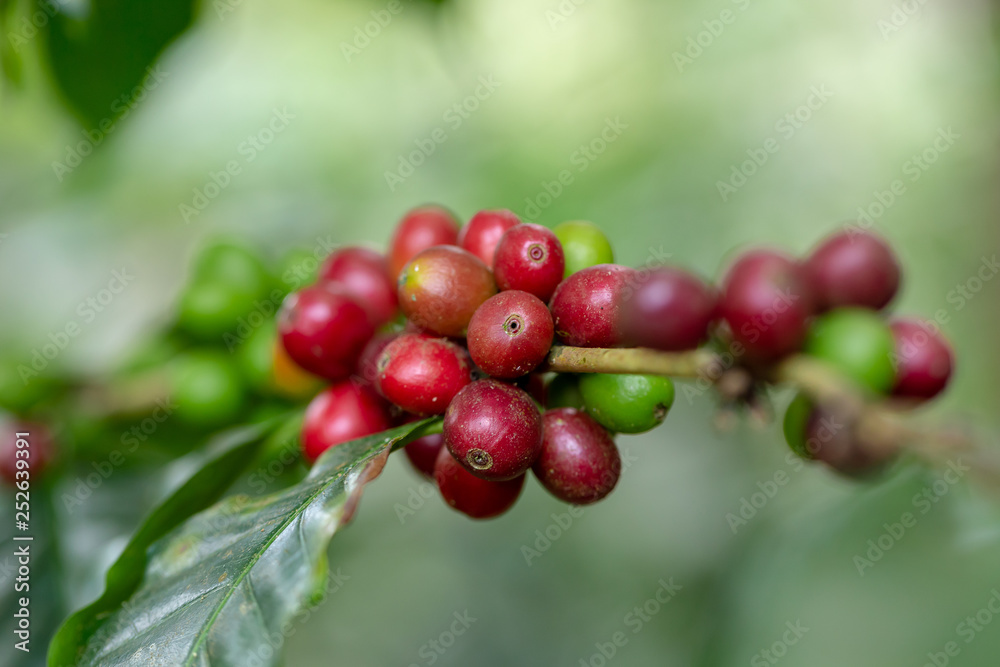 Fresh Arabica Coffee beans ripening on tree in North of thailand Fresh Arabica Coffee beans ripening on tree in North of thailand