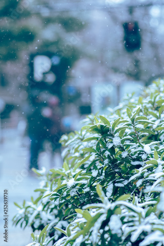 Fototapeta Naklejka Na Ścianę i Meble -  葉に積もる雪　冬の東京