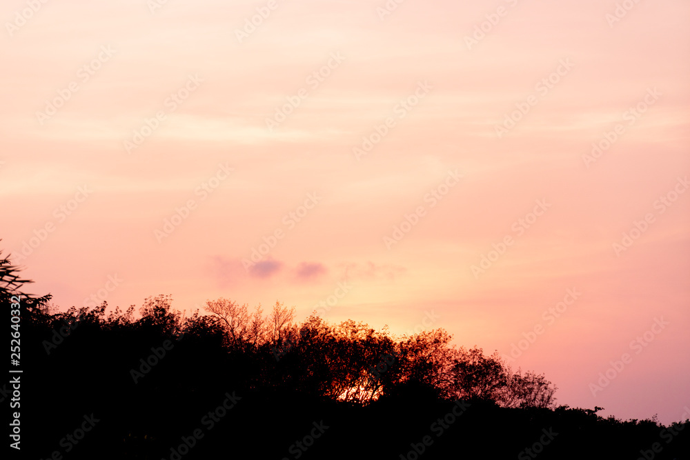 The silhouette of the evening forest under the pink gold sky.