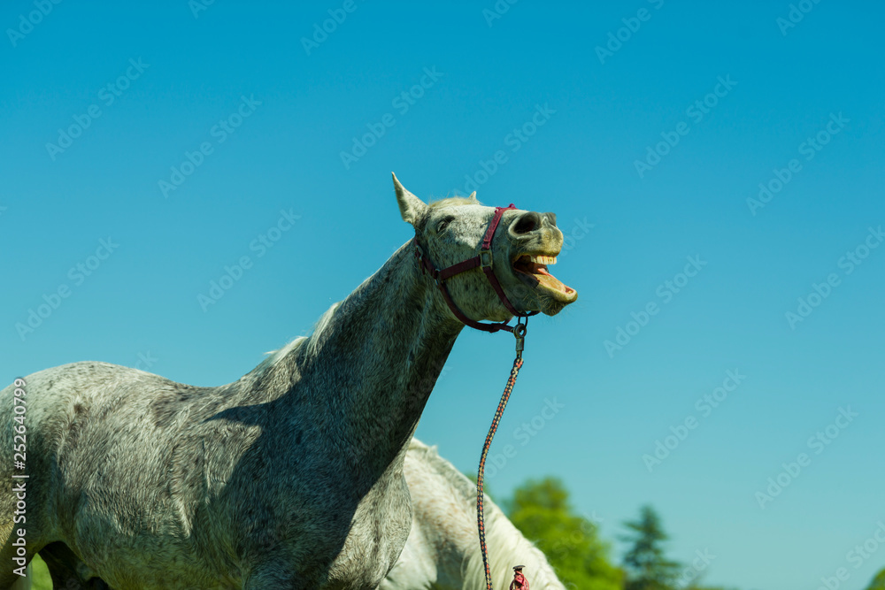 A happy laughing horse against blue sky / Ryan Cowan /