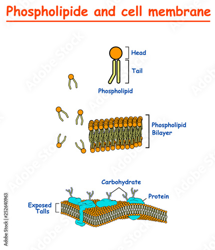 Phospholipides and Cell mambrains. cell membrane structure diagram info graphic on white background isolated. Education vector illustration