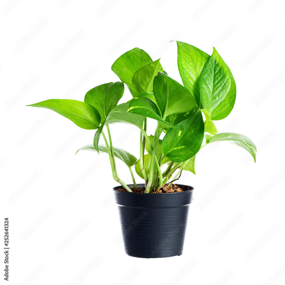 Plant in pot isolated on white background. Plant in pot isolated on white background.